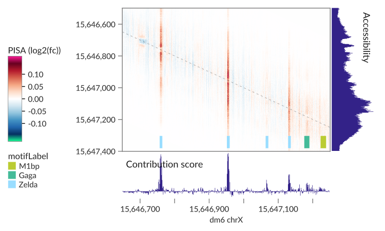 Each matrix cell shows the effect of an input base on an ATAC-seq output position. Positive effects are red and negative effects are blue; clipped extremes are pink and green.