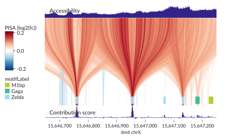 Links connect influential input bases to affected ATAC-seq output positions. Brush Accessibility and Contribution score separately to highlight links whose endpoints match.
